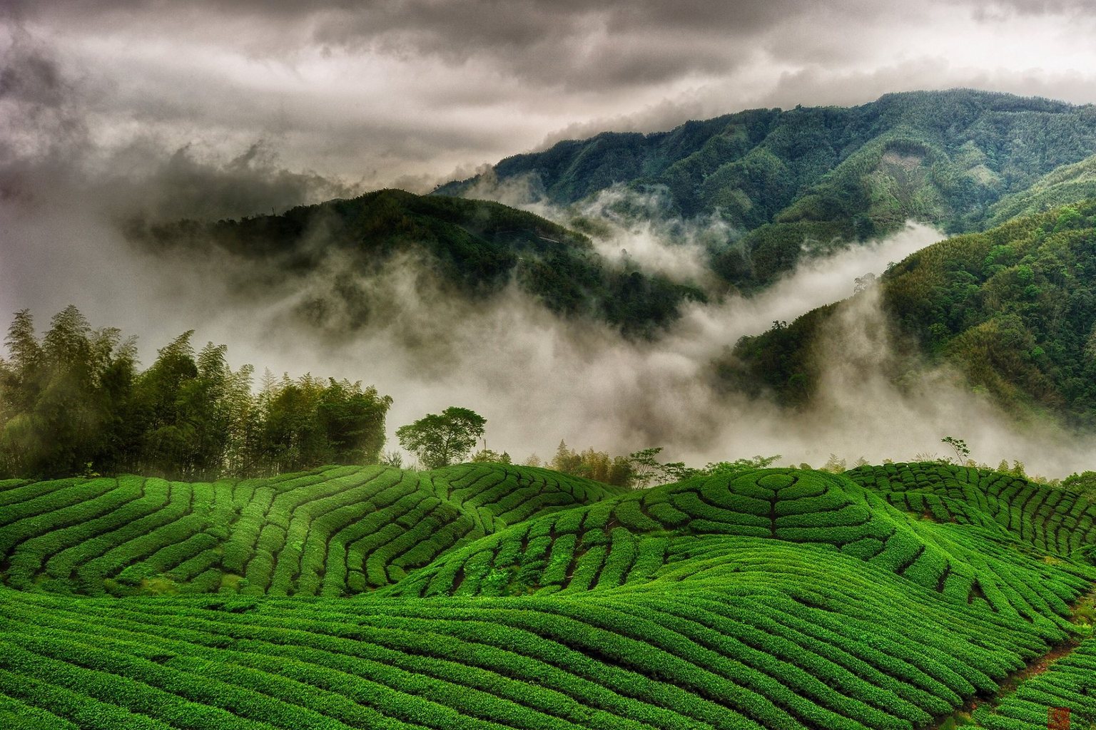 瓜片原产地 + 金寨蝙蝠洞茶旅 2 日营